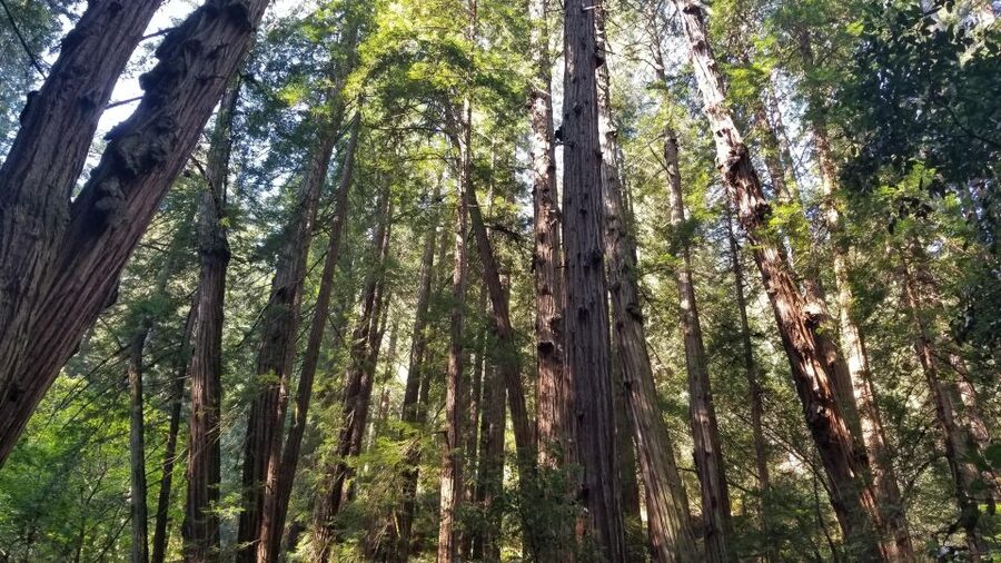 Muir Woods, Sausalito and Ferry back to Fisherman's Wharf - Why Muir Woods makes this tour worthwhile