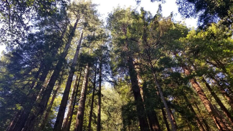 Muir Woods, Sausalito and Ferry back to Fisherman's Wharf - From downtown San Francisco to the Golden Gate