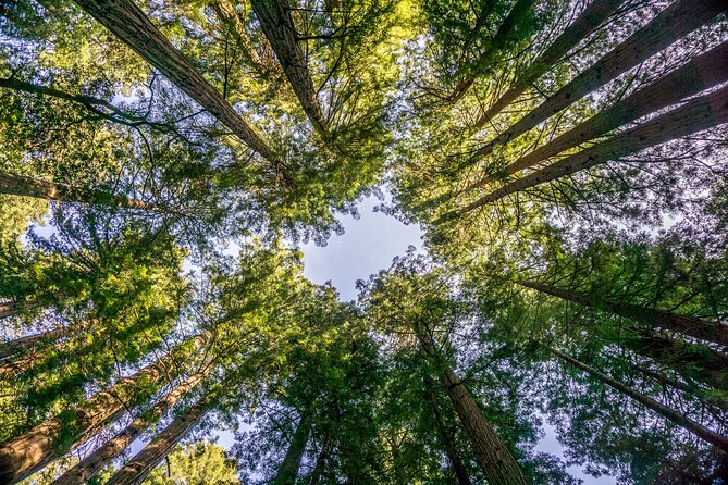 Muir Woods & Sausalito Tour - Sausalito in 50 minutes