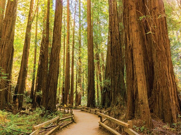 Muir Woods & Sausalito Tour - Who should book this Muir Woods outing