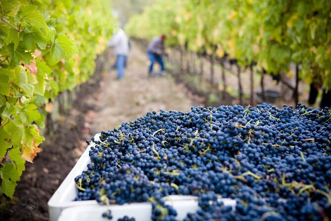 Muir Woods & Wine Tour: Redwoods & Tastings at 3 Wineries - The guide can shape the whole day