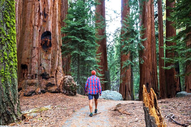 Muir Woods