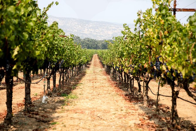Napa and Sonoma Wine Country Full-Day Tour from San Francisco - Roche Winery and the pleasure of a smaller stop