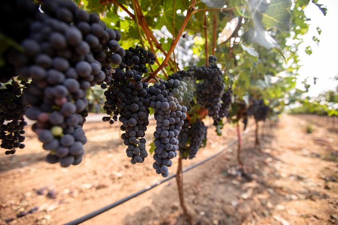 Napa and Sonoma Wine Country Full-Day Tour from San Francisco - Madonna Estate and the uneven final stop