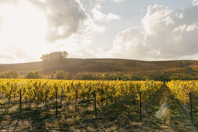 Napa and Sonoma Wine Tour from San Francisco - Sausalito can provide a scenic finish