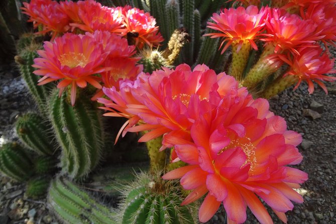 Ruth Bancroft Garden General Admission Ticket - Who will enjoy the Ruth Bancroft Garden most