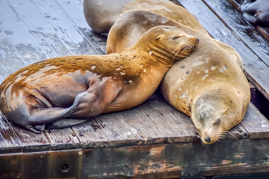 San Francisco: Alcatraz, Fisherman’s Wharf & Optional Extras - What the $99 price buys you