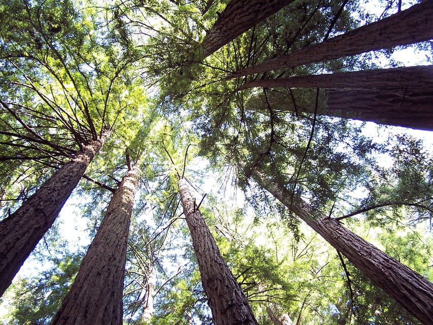 San Francisco: Alcatraz Island & Guided Muir Woods Tour - What $120 buys you