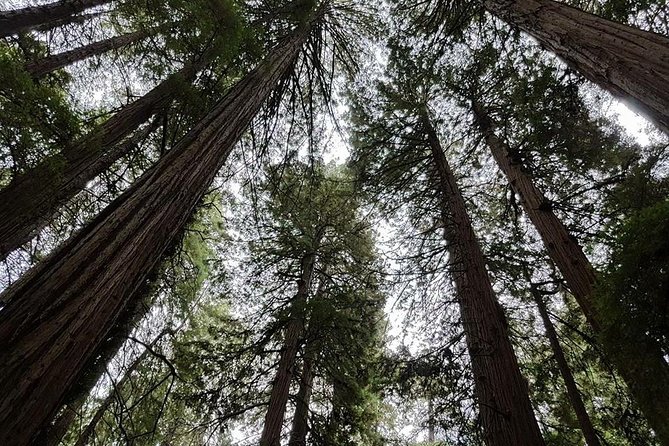 San Francisco: Armstrong Redwoods and Wine Tour with Tastings - Lunch and the middle of the day