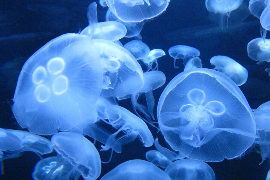 San Francisco CityPASS®: Save 46% at 4 Top Attractions - Choosing the first extra: Aquarium of the Bay