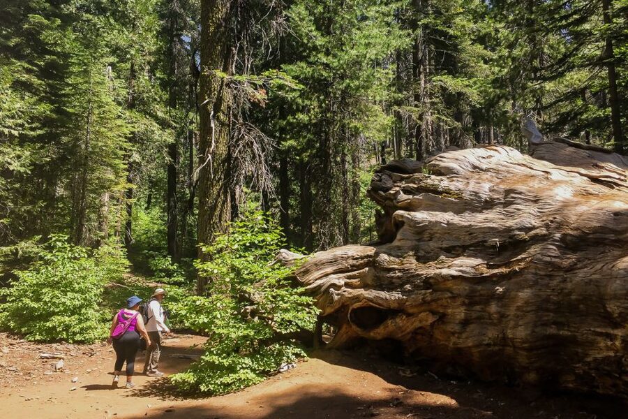 San Francisco: Day Trip to Yosemite with Giant Sequoias Hike - Why this Yosemite trip works in one day