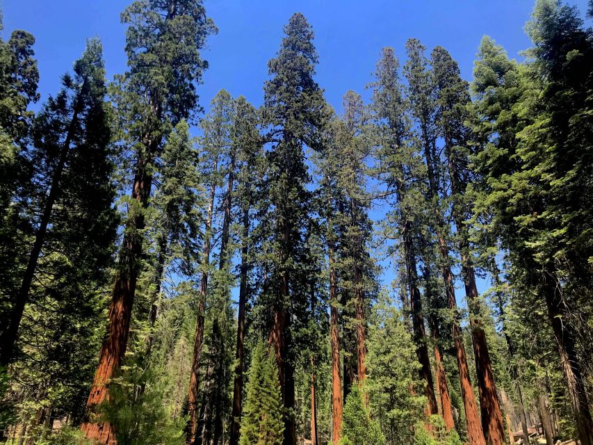 San Francisco: Day Trip to Yosemite with Giant Sequoias Hike - Tunnel View gives you the big Yosemite picture