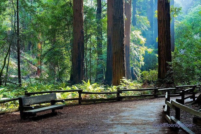 San Francisco Excursion: Guided Tour to Muir Woods and Sausalito - Ninety minutes beneath California’s coastal redwoods