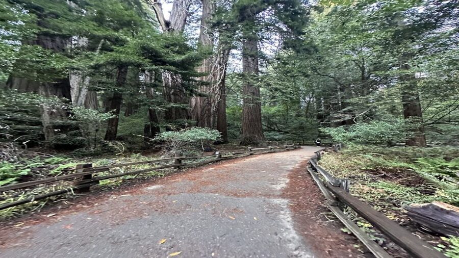 San Francisco: Full-Day City Tour w/ Muir Woods & Sausalito - Walking beneath the old redwoods in Muir Woods