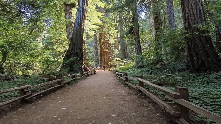 San Francisco: Full-Day City Tour w/ Muir Woods & Sausalito - Crossing the Golden Gate at Vista Point