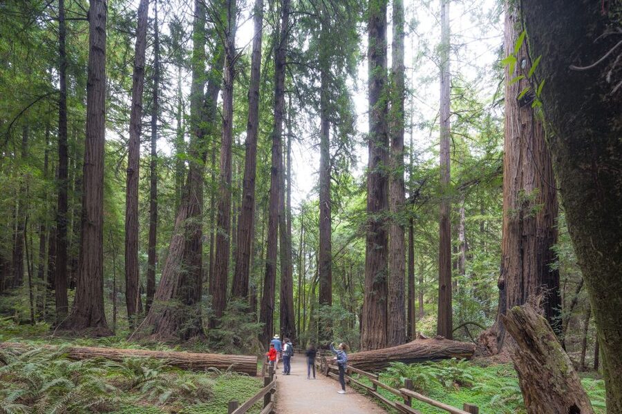 San Francisco Grand City Tour + Muir Woods and Sausalito - Who should book this San Francisco tour?