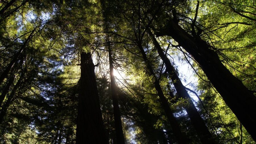 San Francisco: Guided Coastal Redwoods & Wine Country Tour - Armstrong Redwoods State Natural Reserve