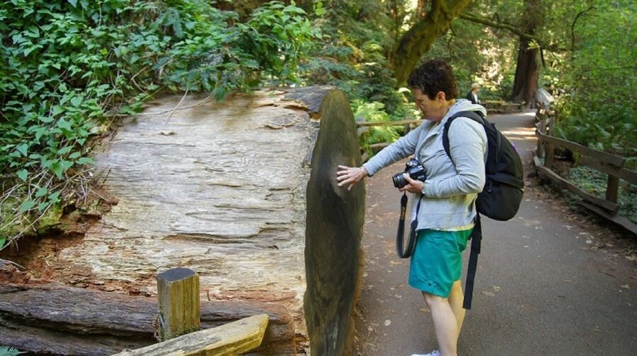 San Francisco: Guided Coastal Redwoods & Wine Country Tour - Korbel Champagne Cellars: the day’s strongest stop