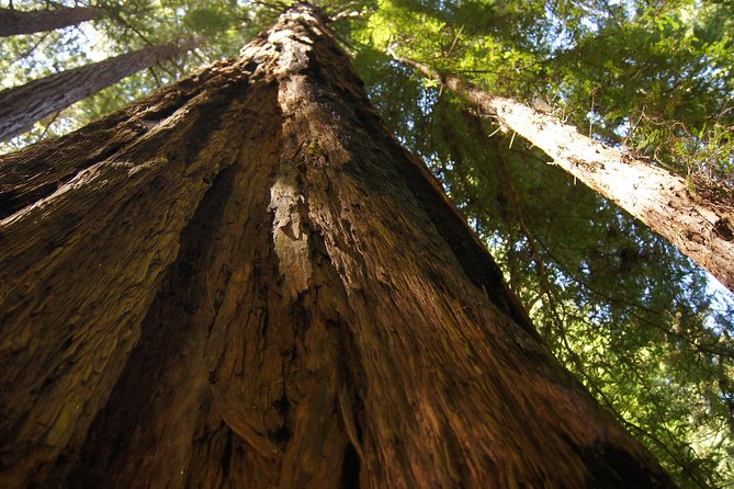 San Francisco: Guided Muir Woods Tour & Hop-on Hop-off Bus Tour - Price and who gets the best value