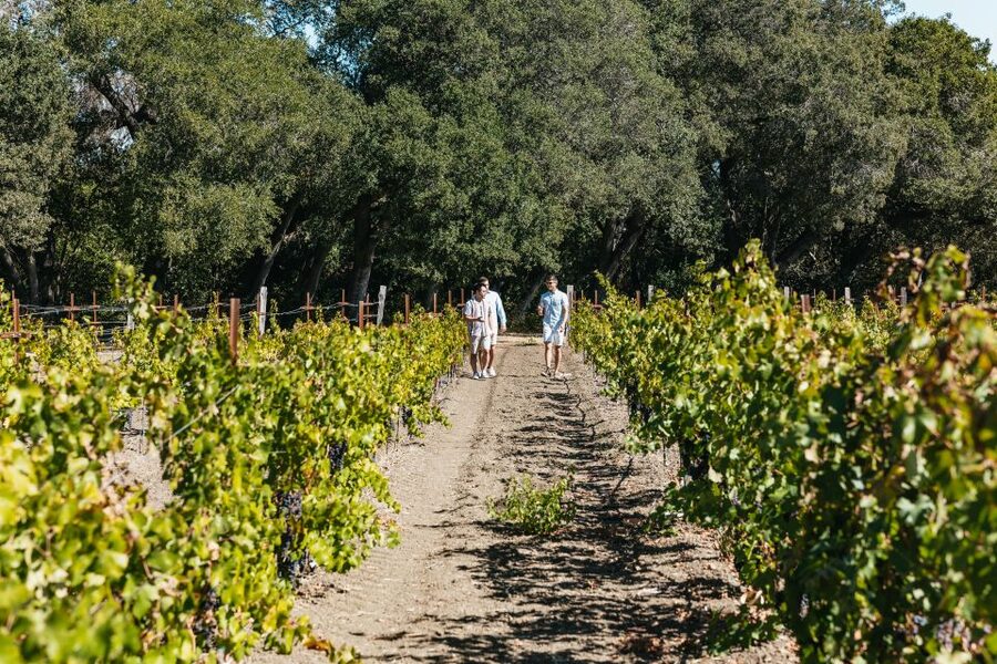 San Francisco: Half-Day Wine Country Excursion with Tastings - Group size, guide quality, and the feel of the day