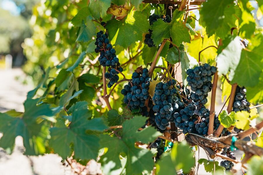 San Francisco: Half-Day Wine Country Excursion with Tastings - Starting at Fisherman’s Wharf and heading north