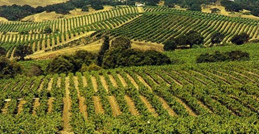San Francisco: Half-Day Wine Country Tour with Wine Tastings - What happens at the two wineries