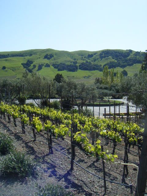 San Francisco: Half-Day Wine Country Tour with Wine Tastings - Who will enjoy this half-day outing