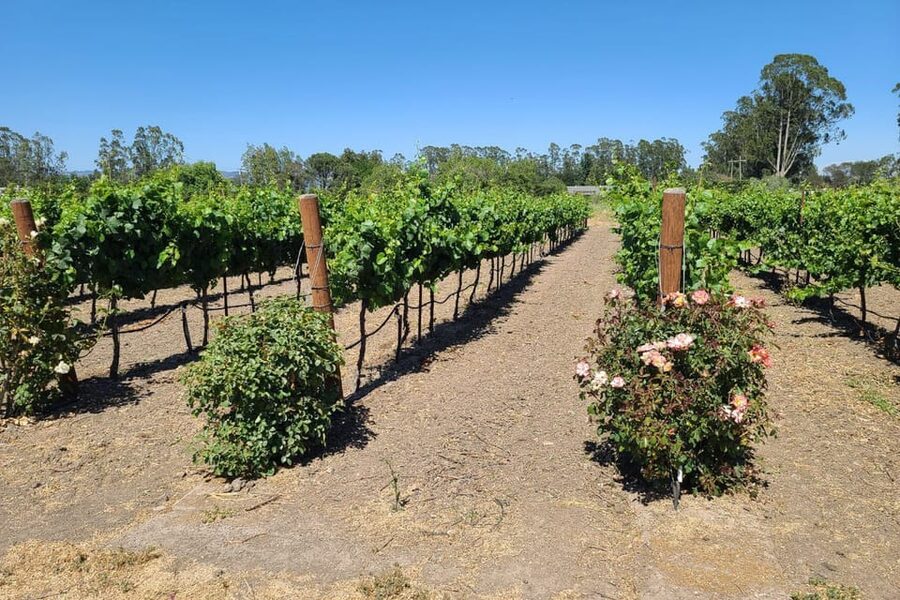 San Francisco: Half-Day Wine Tour with 2 Tastings Included - The second winery and the value of contrast