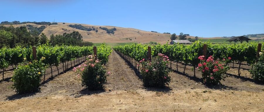 San Francisco: Half-Day Wine Tour with 2 Tastings Included - Five hours on paper, closer to six in practice