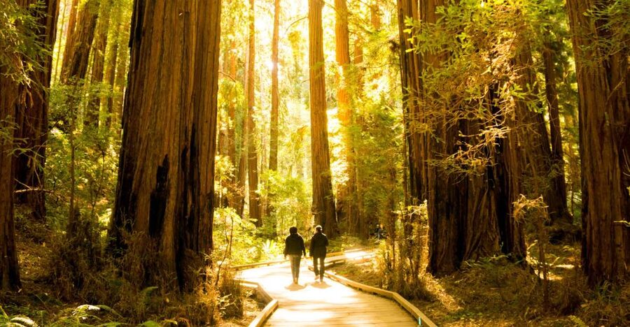 San Francisco: Hop-On Hop-Off + Muir Woods Tour - Sausalito and the choice of ferry or bus