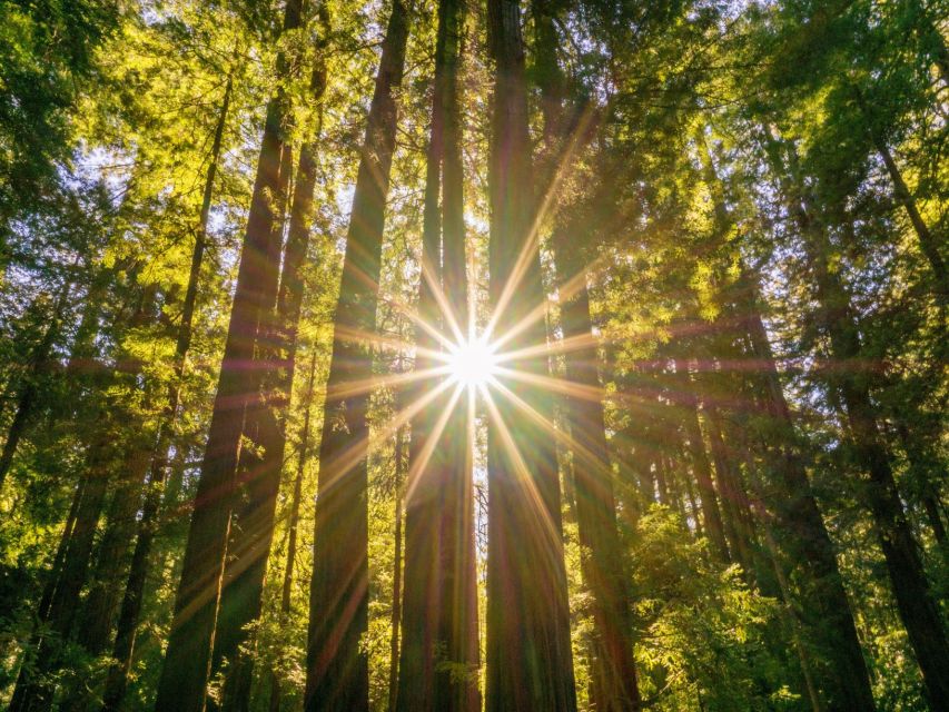 San Francisco: Hop-On Hop-Off + Muir Woods Tour - Is $159 a good value?