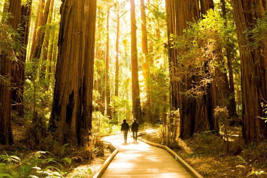 San Francisco: Hop-On Hop-Off + Muir Woods Tour - Who should book this experience?