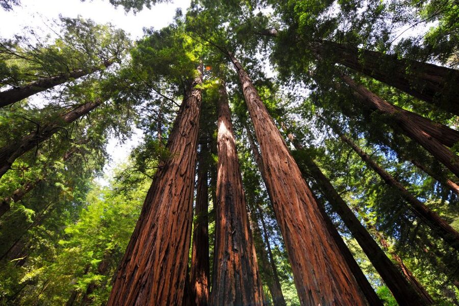San Francisco: Hop-On Hop-Off + Muir Woods Tour - Crossing the Golden Gate Bridge in the open air