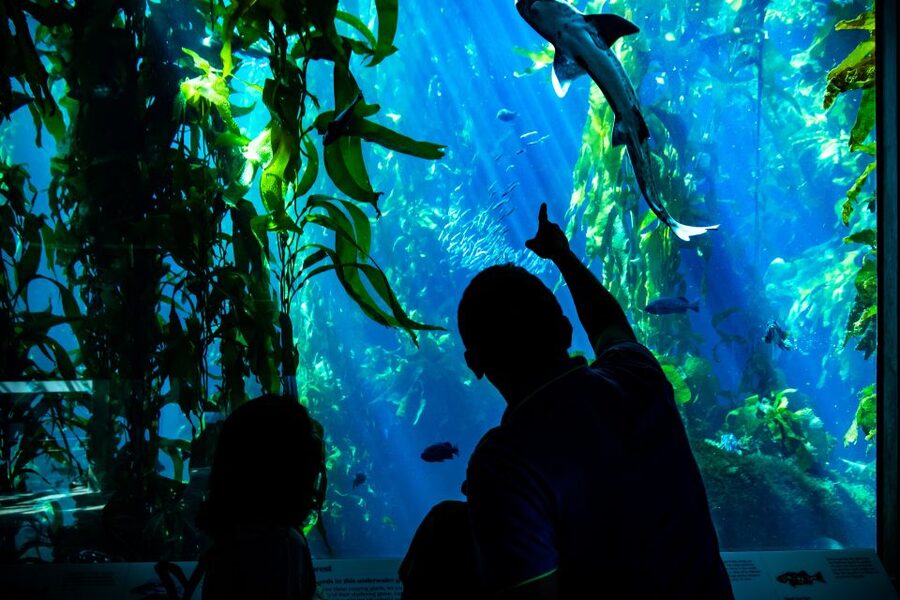San Francisco: Monterey and Carmel Day Tour - Who should book this tour?