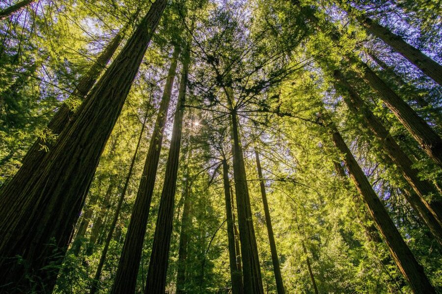 San Francisco: Muir Woods and Sausalito Experience - Who will enjoy this particular schedule