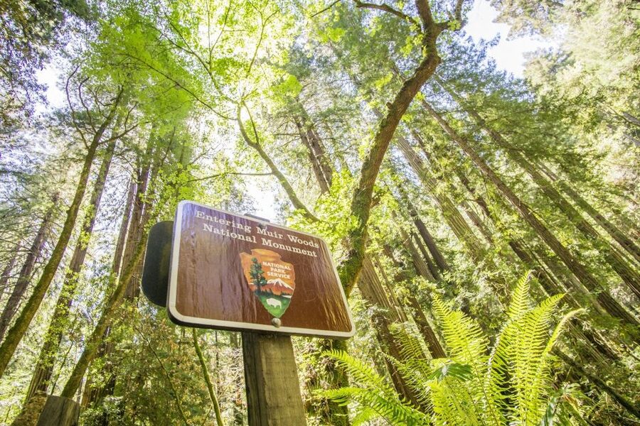 San Francisco: Muir Woods and Sausalito Experience - Starting at 99 Jefferson Street in Fisherman’s Wharf
