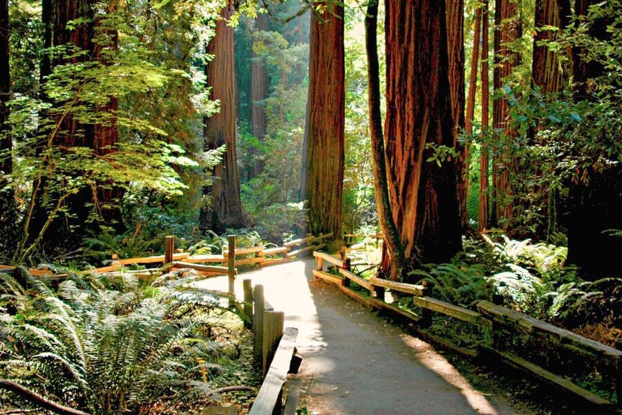 San Francisco: Muir Woods and Sausalito Half-Day Trip - Ninety minutes beneath the coastal redwoods