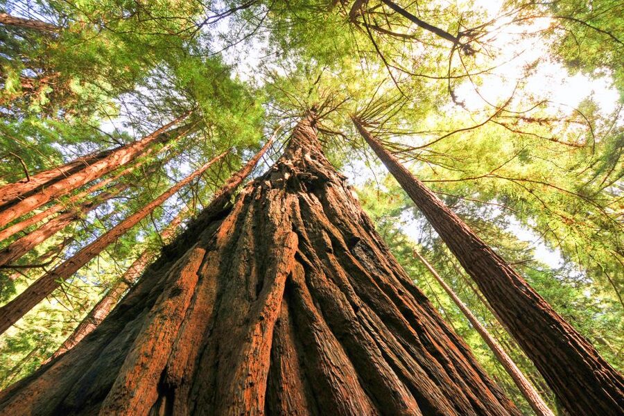 San Francisco: Muir Woods and Sausalito Half-Day Trip - Who should take this tour