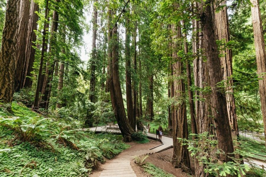 San Francisco: Muir Woods and Sausalito Small-Group Tour - Why this tour works for a first San Francisco visit