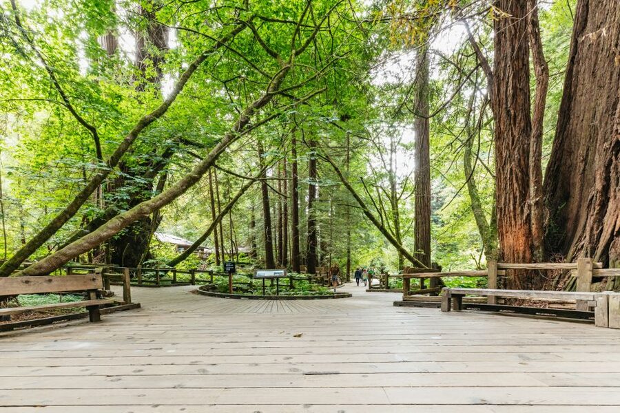 San Francisco: Muir Woods and Sausalito Small-Group Tour - A ten-minute Golden Gate Bridge photo stop