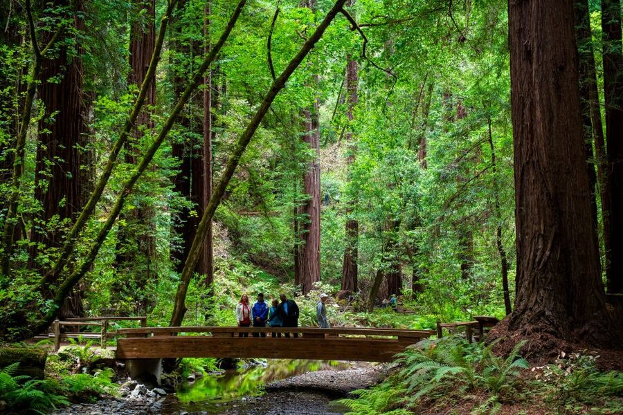 San Francisco: Muir Woods and Sausalito Tour with Admission - Booking details worth checking
