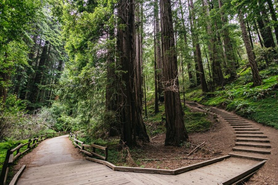 San Francisco: Muir Woods, Napa & Sonoma Valley Wine Tour - Guides, transport, and the feel of the day