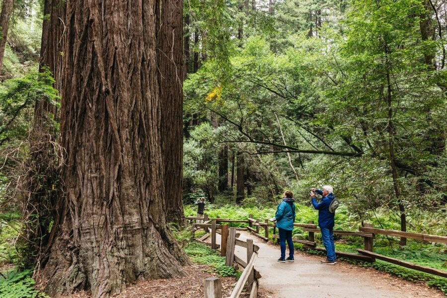 San Francisco: Muir Woods, Napa & Sonoma Valley Wine Tour - A full day that links forest, vineyard, and city
