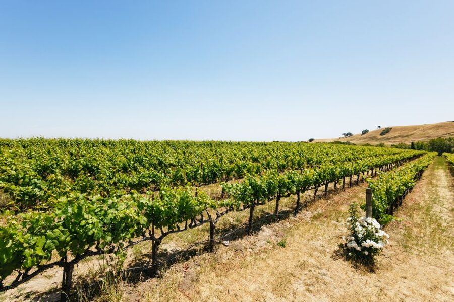 San Francisco: Muir Woods, Napa & Sonoma Valley Wine Tour - The Golden Gate Bridge photo stop