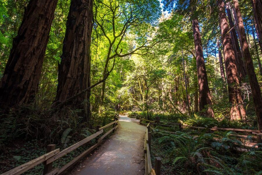 San Francisco: Muir Woods, San Francisco and Sausalito Tour - Key points at a glance