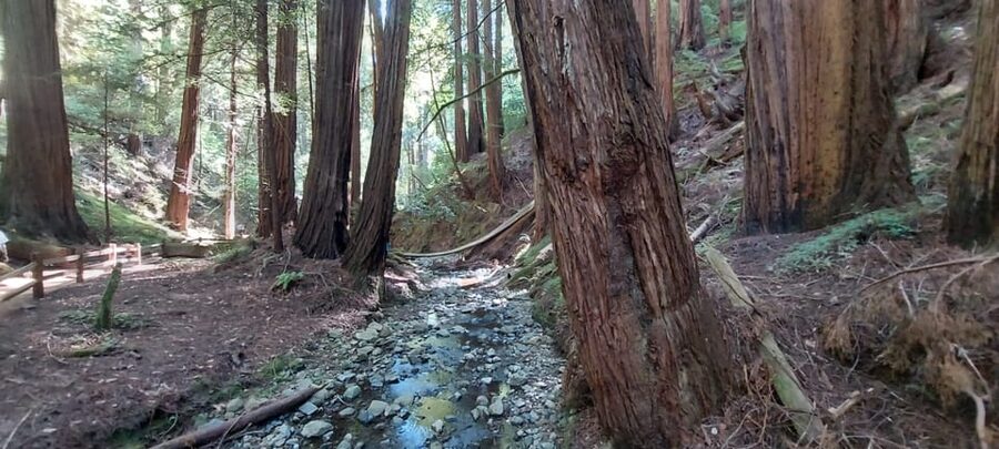 San Francisco: Muir Woods, Sausalito, & Alcatraz Night Tour - The gap before Alcatraz