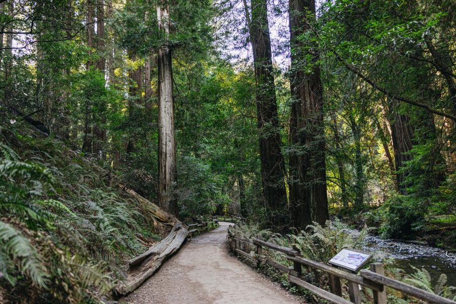 San Francisco: Muir Woods, Sausalito and SF Bay Cruise - One hour in Sausalito