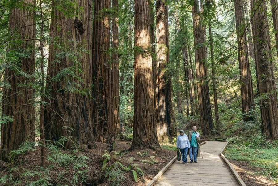 San Francisco: Muir Woods, Sausalito and SF Bay Cruise - Who should book this six-hour outing