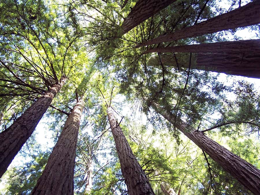 San Francisco: Muir Woods Tour & Golden Gate Bay Cruise - Key points to know before booking