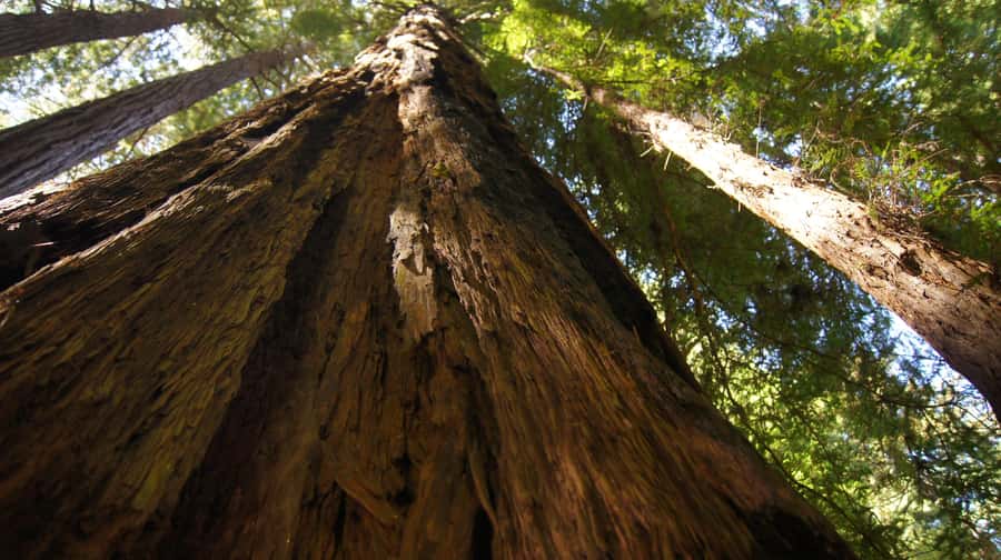 San Francisco: Muir Woods Tour & Golden Gate Bay Cruise - Sausalito adds a brief change of pace